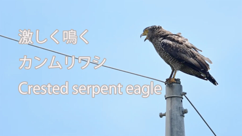 【激しく鳴く】カンムリワシ Crested serpent eagle