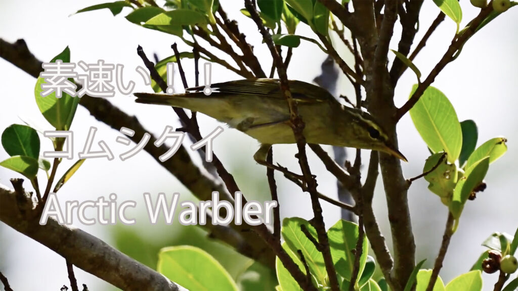 【素速い！！】コムシクイ Arctic Warbler（BGM：シロガシラ鳴き声）
