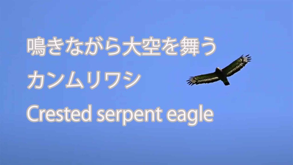 【鳴きながら大空を舞う】カンムリワシ Crested serpent eagle