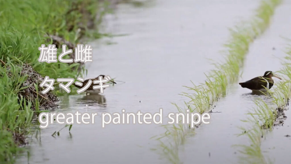 【雄と雌】タマシギ greater painted snipe