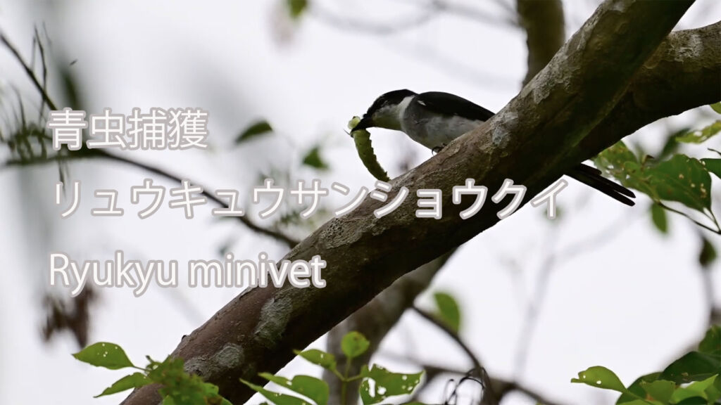 【青虫捕獲】リュウキュウサンショウクイ Ryukyu minivet