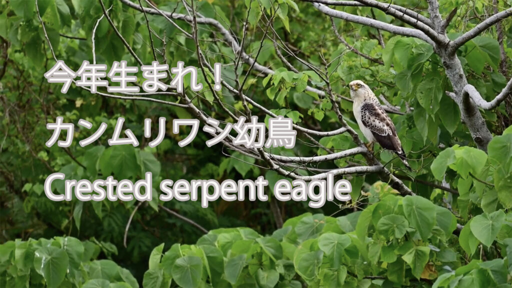 【今年生まれ】カンムリワシ幼鳥 Crested serpent eagle