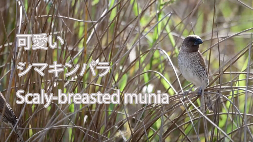 【可愛い】シマキンパラ Scaly-breasted munia