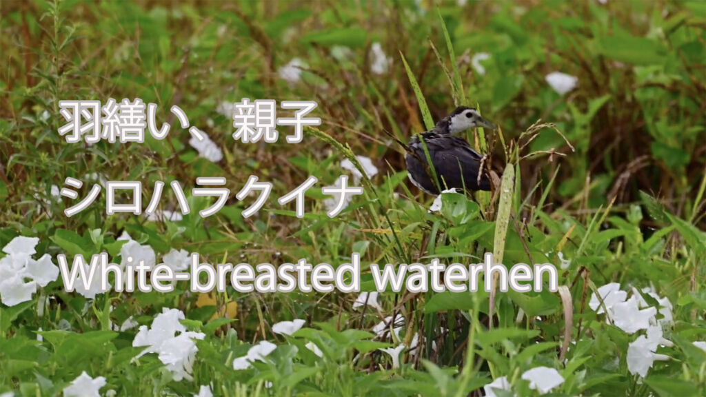 【羽繕い、親子】シロハラクイナ White-breasted waterhen
