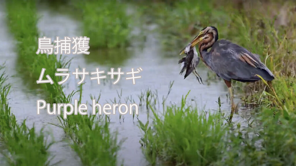 【鳥捕獲】ムラサキサギ Purple heron