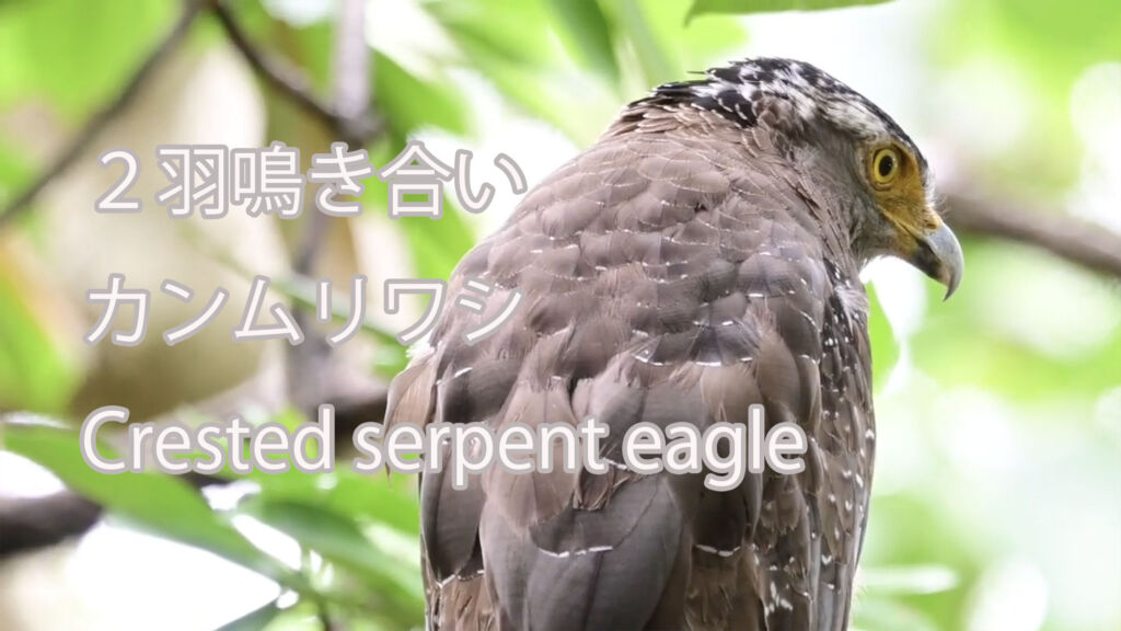 【２羽鳴き合い】カンムリワシ Crested serpent eagle