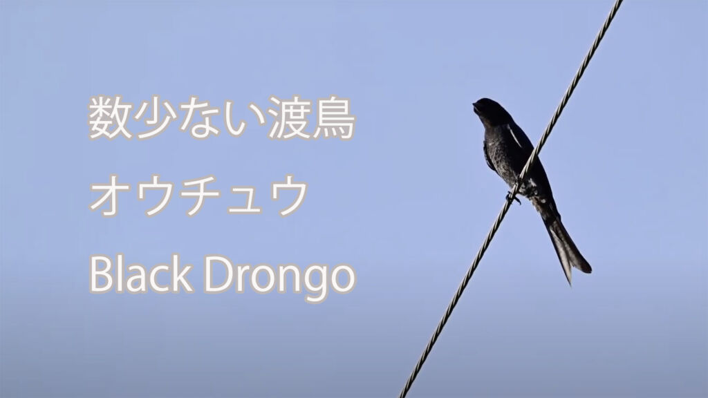 【数少ない渡鳥】オウチュウ Black Drongo