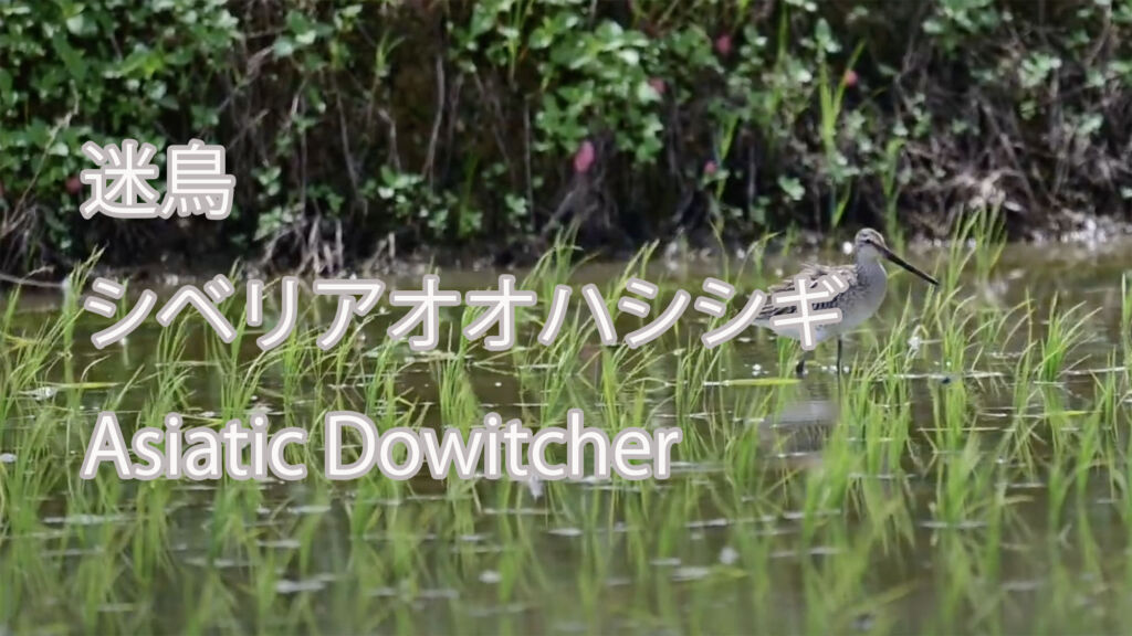 【迷鳥】シベリアオオハシシギ Asiatic Dowitcher