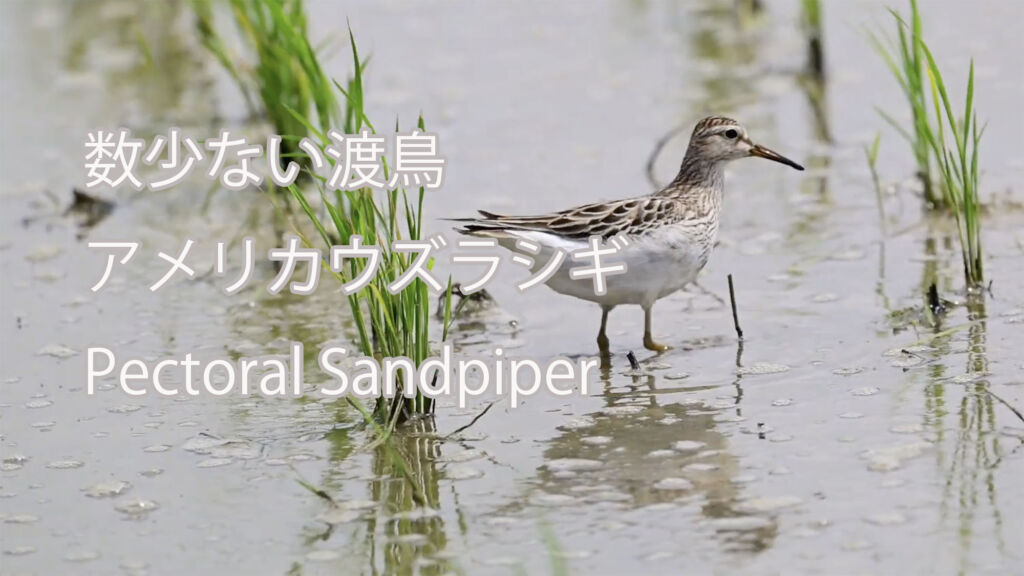 【数少ない渡鳥】アメリカウズラシギ Pectoral Sandpiper