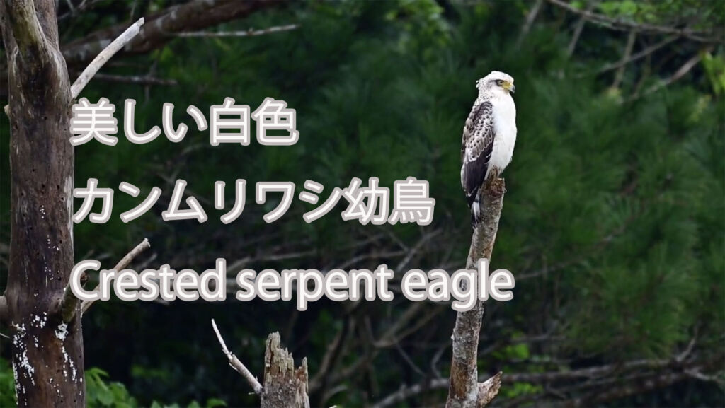 【美しい白色】カンムリワシ幼鳥 Crested serpent eagle