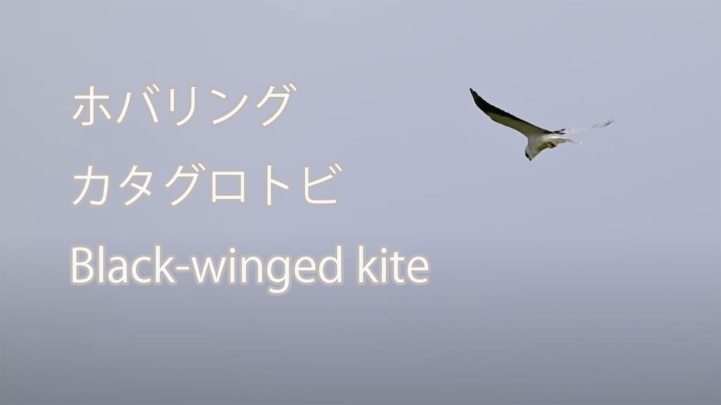 【ホバリング】カタグロトビ Black-winged kite