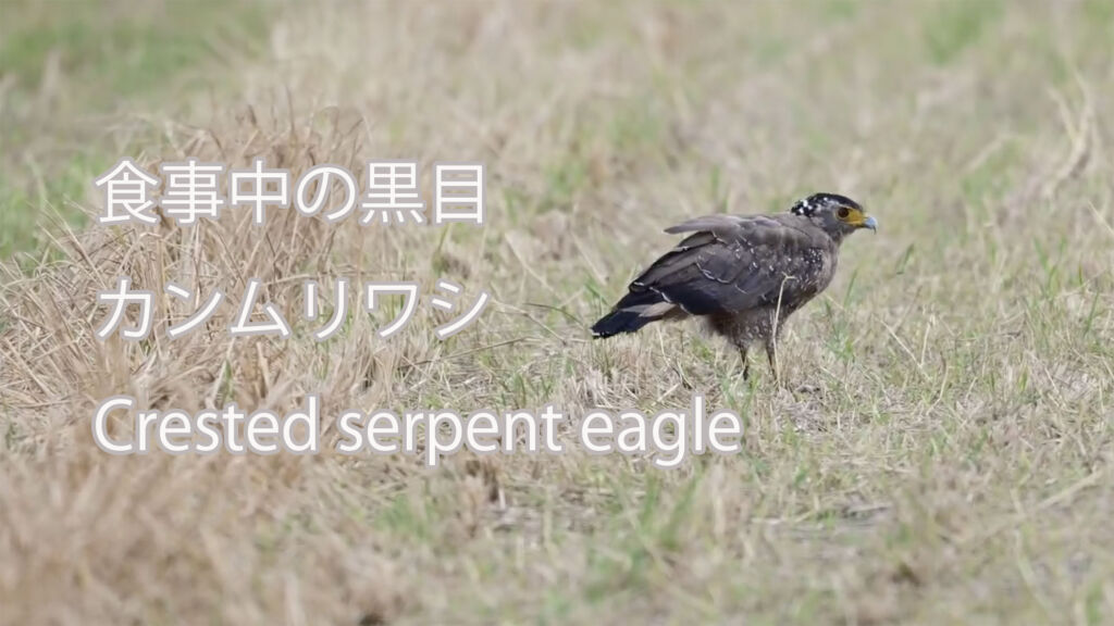 【食事中の黒目】カンムリワシ Crested serpent eagle