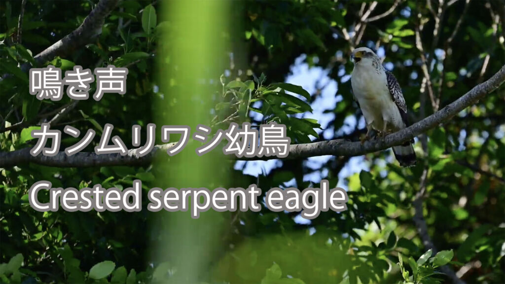 【鳴き声】カンムリワシ幼鳥 Crested serpent eagle