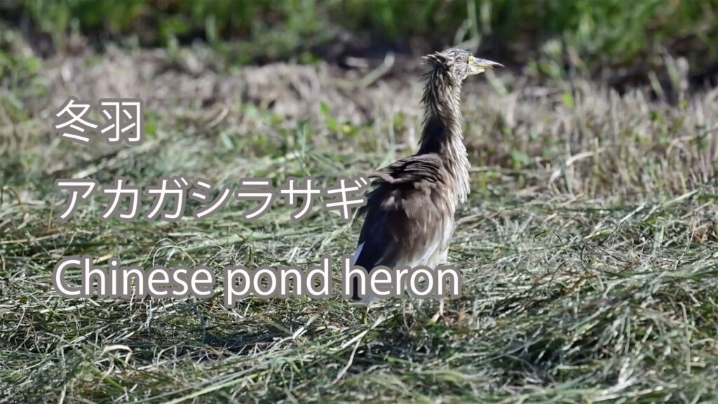 【冬羽】アカガシラサギ Chinese pond heron