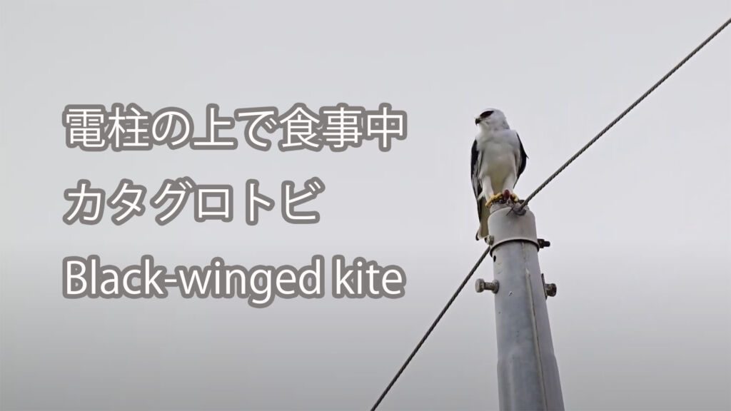 【電柱の上で食事中】 カタグロトビ  Black-winged kite