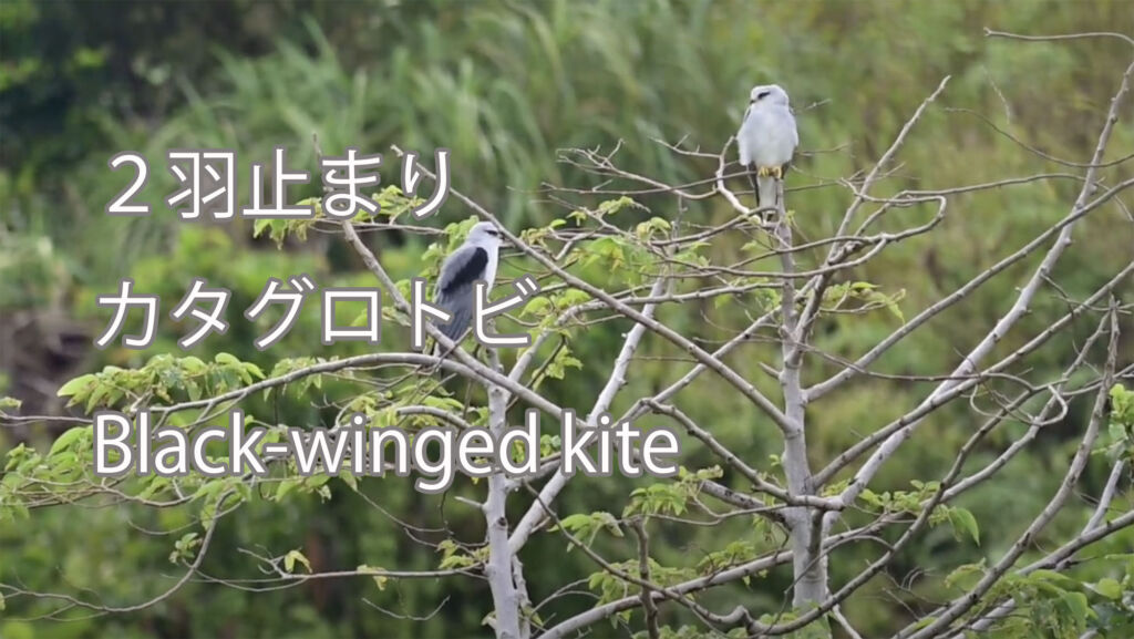 【２羽止まり】カタグロトビ Black-winged kite