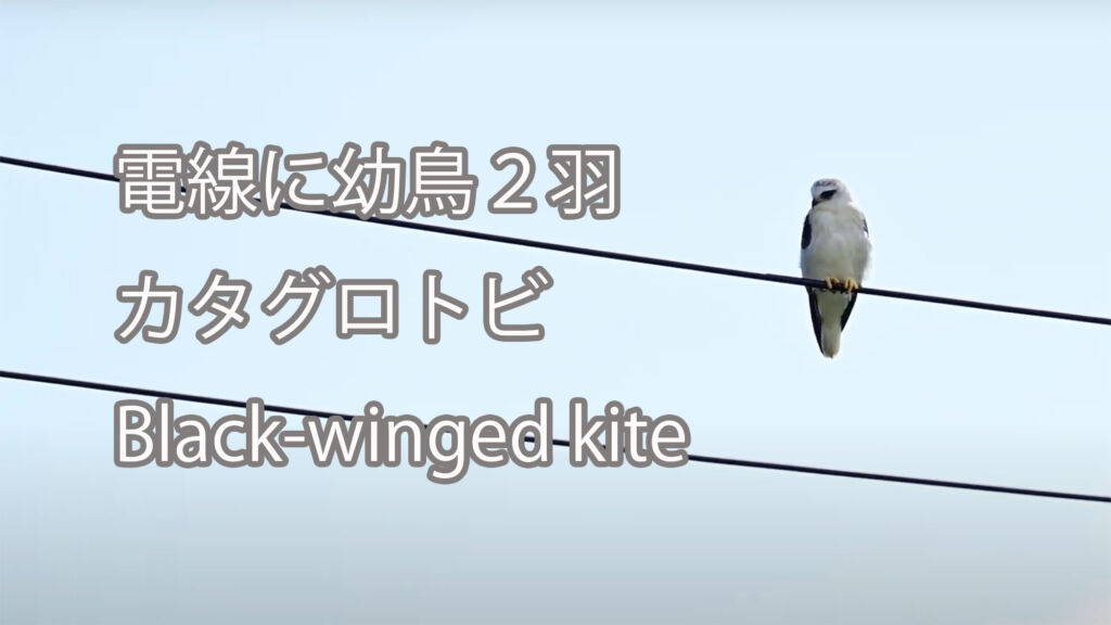 【電線に幼鳥２羽】カタグロトビ Black-winged kite