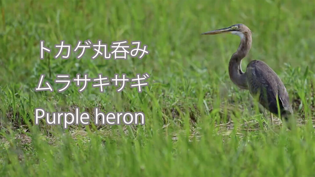 【トカゲ丸呑み】ムラサキサギ Purple heron