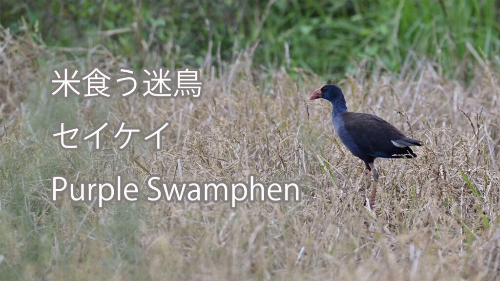 【米食う迷鳥】セイケイ Purple Swamphen