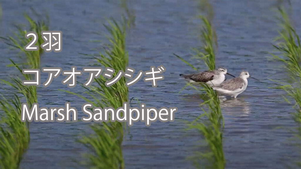 【２羽】コアオアシシギ Marsh Sandpiper