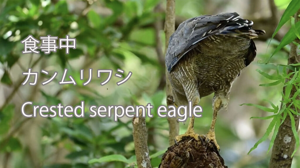 【食事中】カンムリワシ Crested serpent eagle
