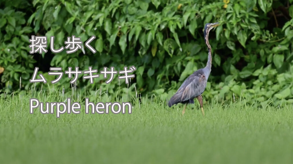 【探し歩く】ムラサキサギ Purple heron