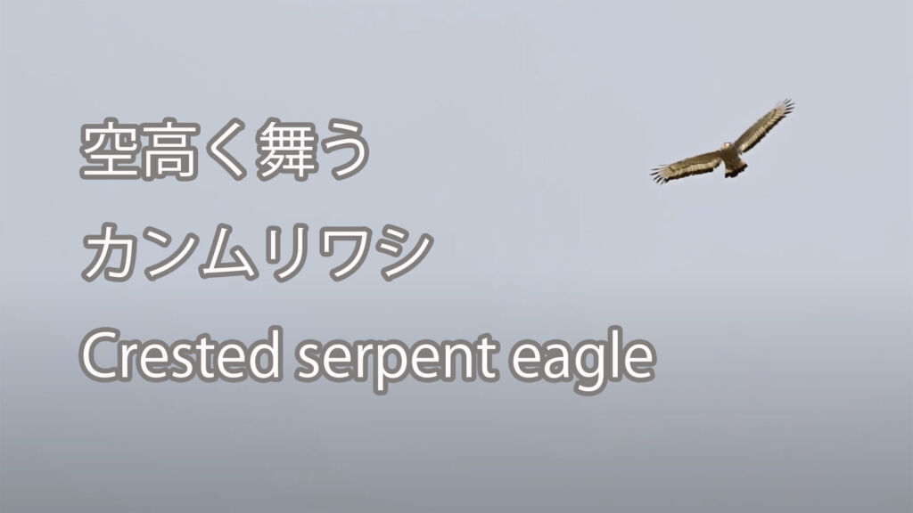 【空高く舞う】カンムリワシ Crested serpent eagle