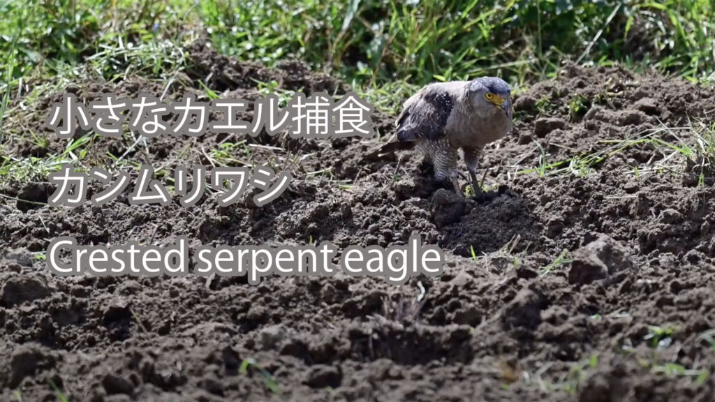 【小さなカエル捕食】カンムリワシ Crested serpent eagle