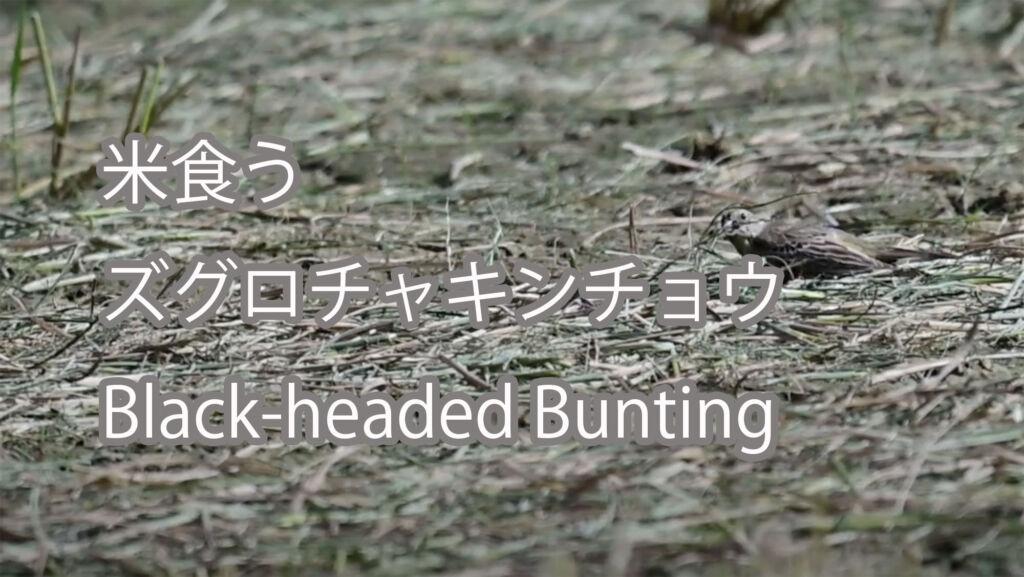 【米食う】 ズグロチャキンチョウ  Black-headed Bunting