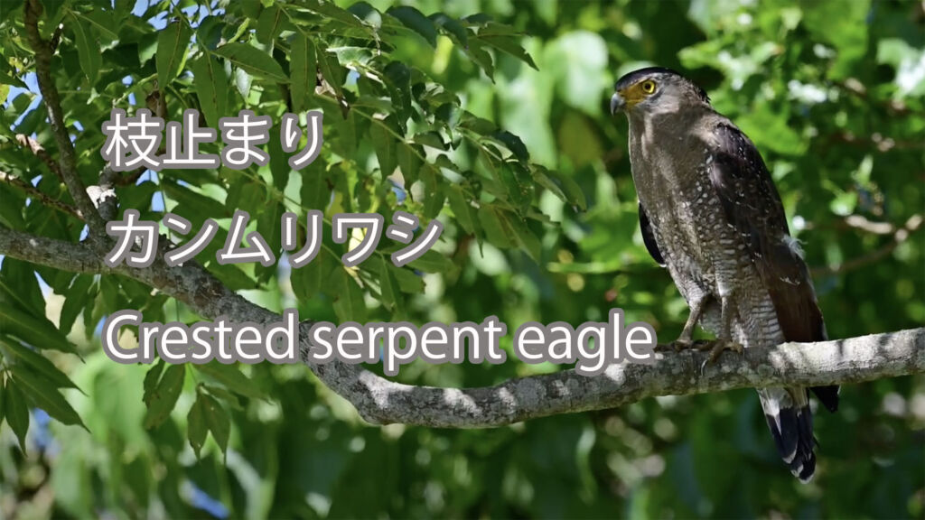 【枝止まり】カンムリワシ Crested serpent eagle