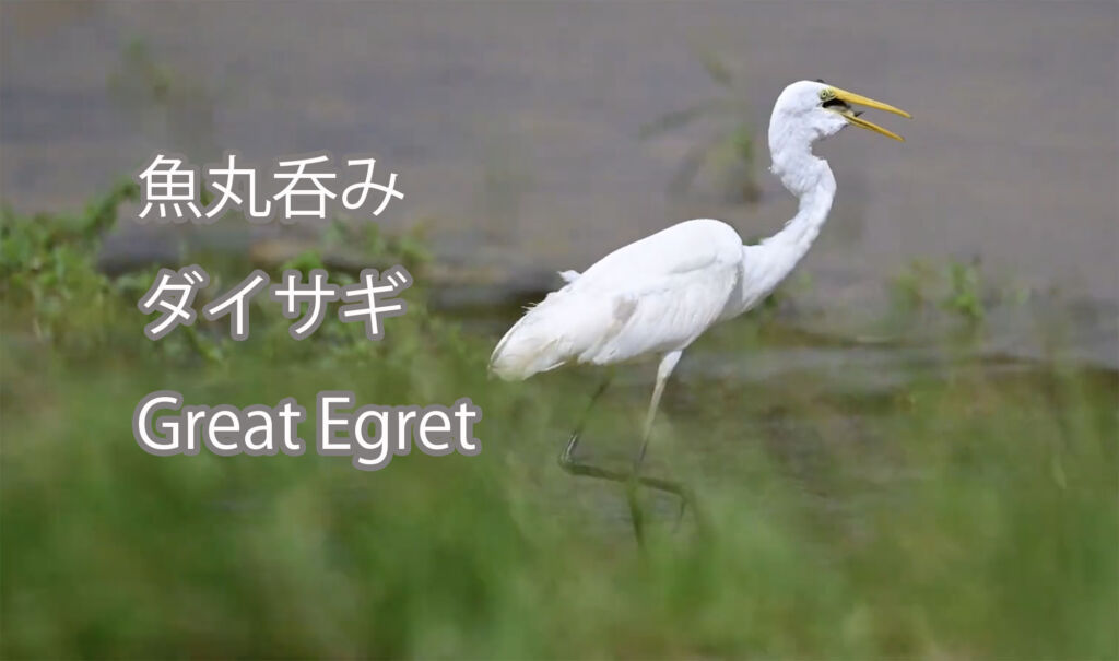 【魚丸呑み】ダイサギ Great Egret