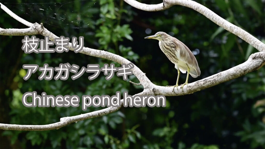 【枝止まり】アカガシラサギ Chinese pond heron