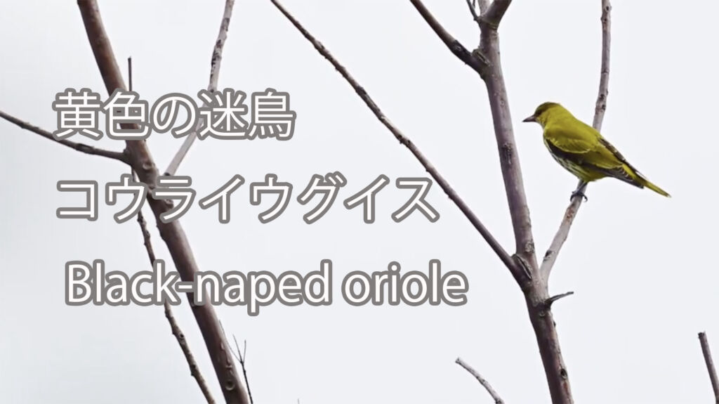 【 黄色の迷鳥】コウライウグイス Black-naped oriole