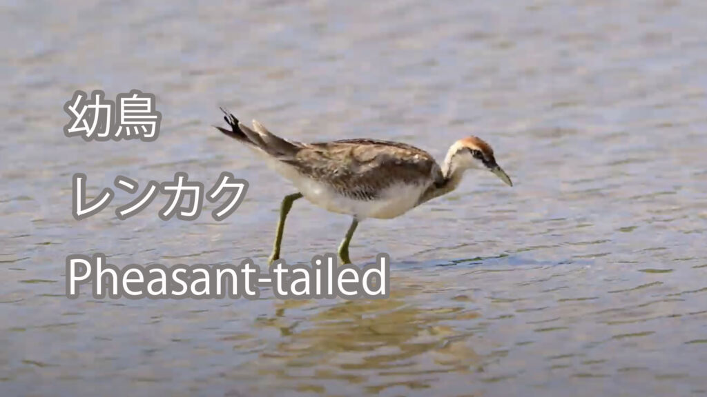 【幼鳥】 レンカク  Pheasant-tailed