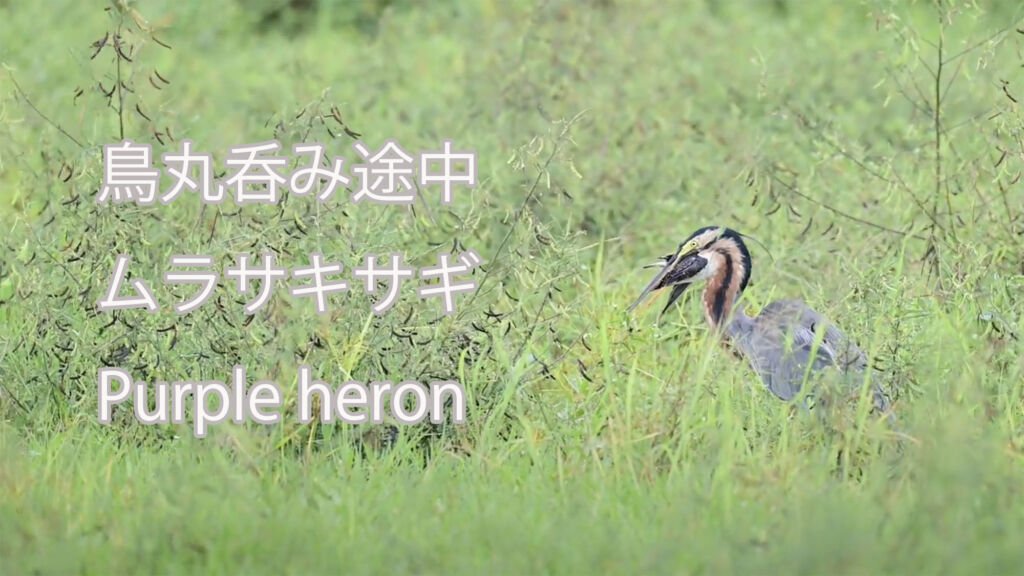【鳥丸呑み途中】ムラサキサギ Purple heron
