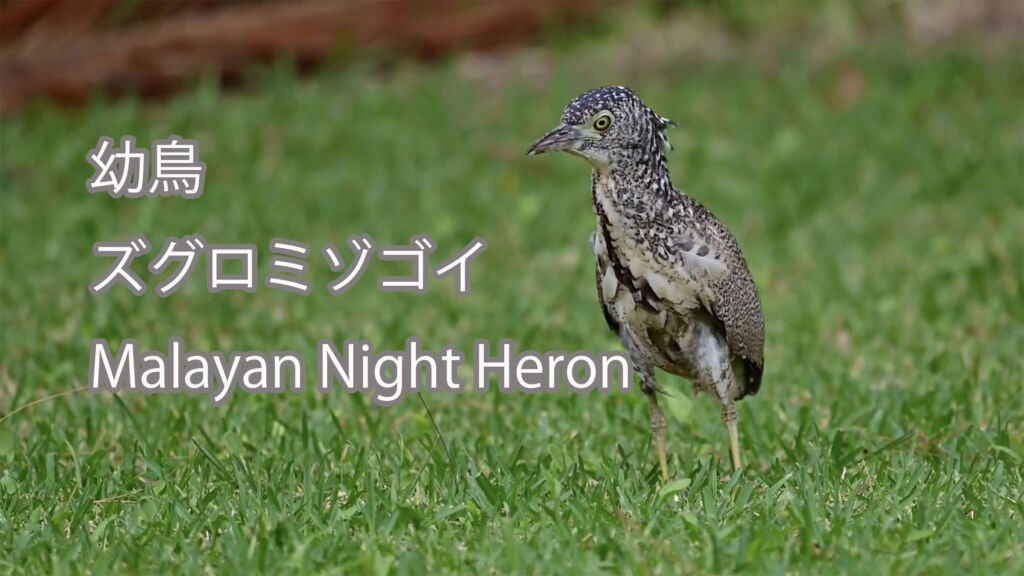 【幼鳥】ズグロミゾゴイ Malayan Night Heron