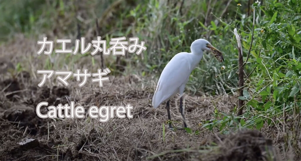 【カエル丸呑み】アマサギ Cattle egret