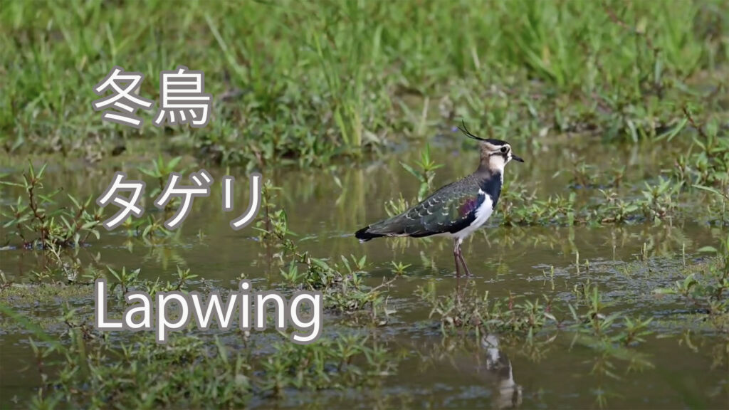 【冬鳥】タゲリLapwing