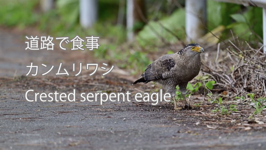 【道路で食事】カンムリワシ Crested serpent eagle