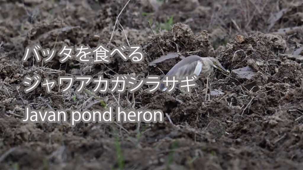 【バッタを食べる】ジャワアカガシラサギ Javan pond heron