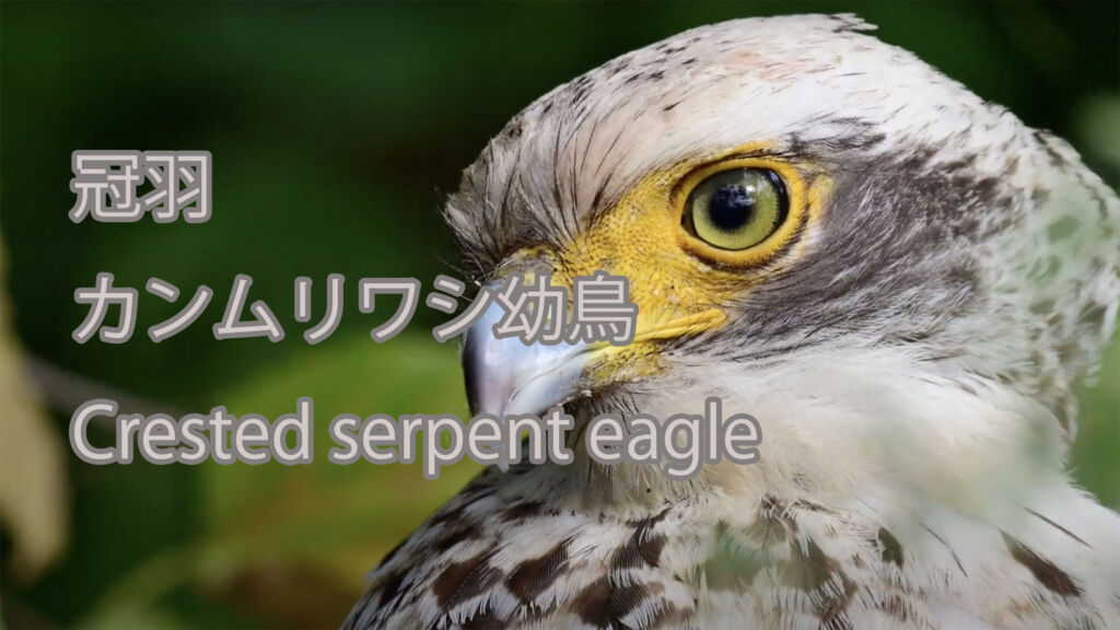 【冠羽】カンムリワシ幼鳥 Crested serpent eagle