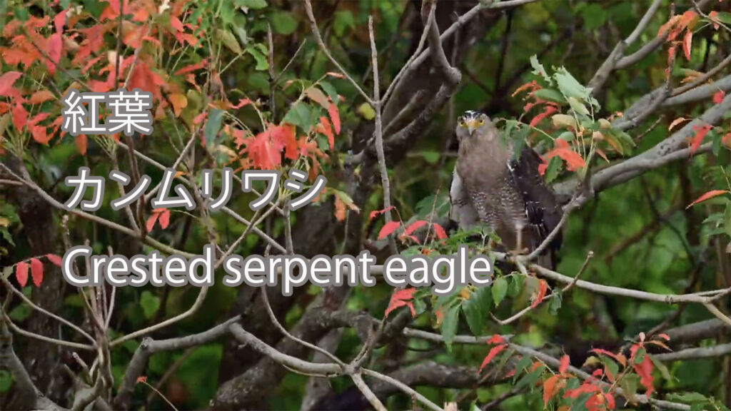 【紅葉】カンムリワシ Crested serpent eagle