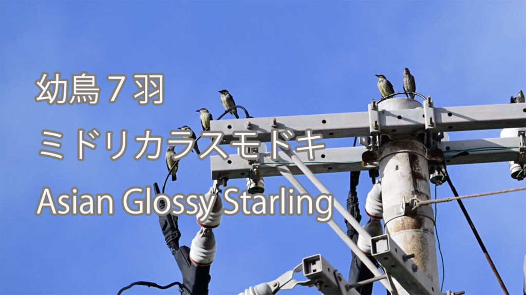 【幼鳥７羽】ミドリカラスモドキ Asian Glossy Starling