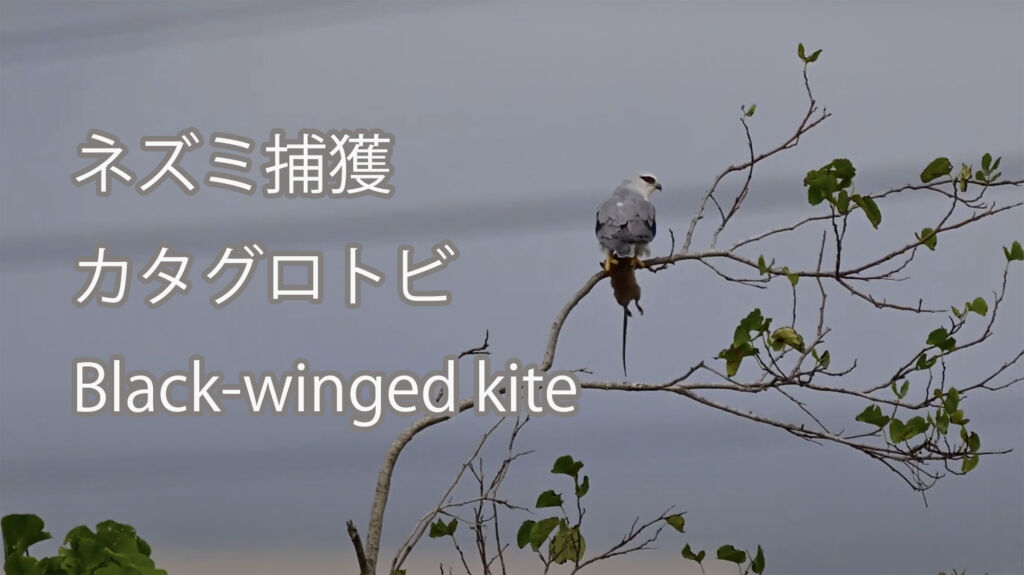 【ネズミ捕獲】カタグロトビ Black-winged kite