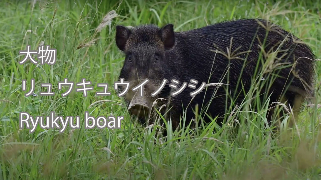 【大物】 リュウキュウイノシシ  Ryukyu boar
