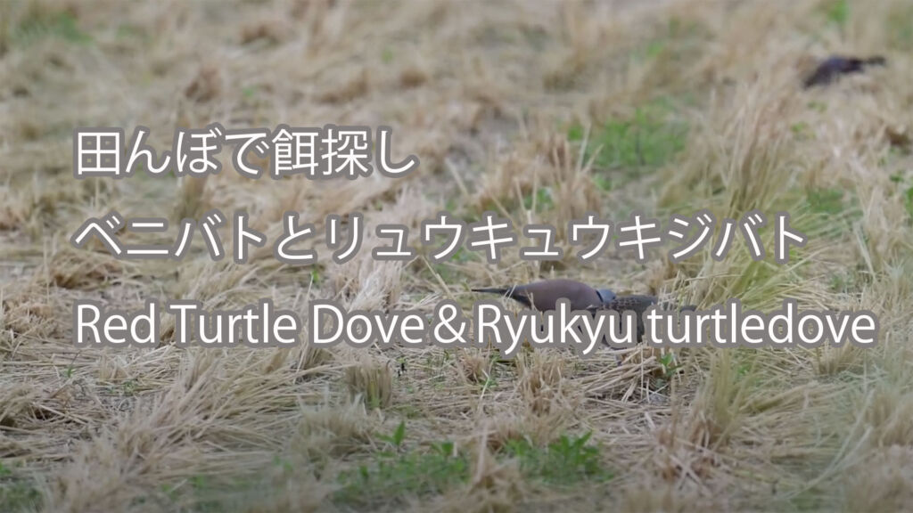 【田んぼで餌探し】ベニバトとリュウキュウキジバト　Red Turtle Dove＆Ryukyu turtledove