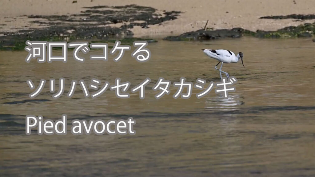 【河口でコケる】 ソリハシセイタカシギ Pied avocet