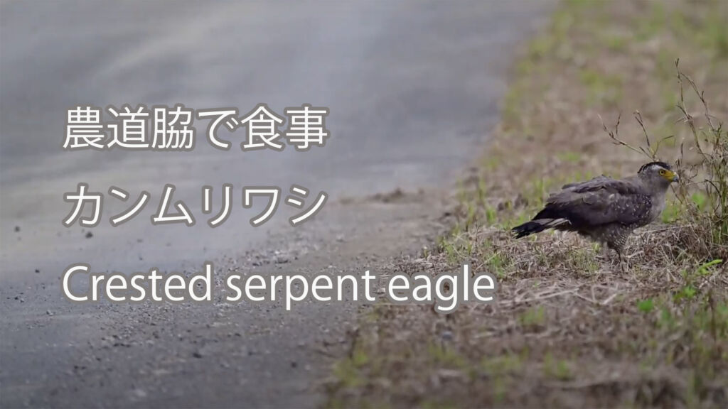 【農道脇で食事】カンムリワシ Crested serpent eagle