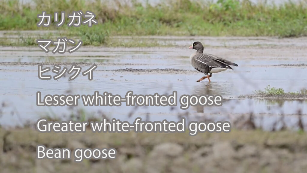カリガネとマガンとヒシクイ  Lesser white-fronted goose&Greater white-fronted goose&Bean goose