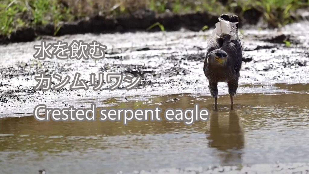 【水を飲む】カンムリワシ Crested serpent eagle